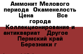 Аммонит Мелового периода. Окаменелость. › Цена ­ 2 800 - Все города Коллекционирование и антиквариат » Другое   . Пермский край,Березники г.
